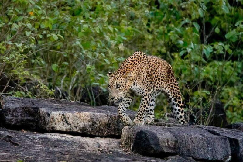 Lunugamwehera NP (Block VI) Morning Safari Game Drive - An Authentic Safari Experience at Lunugamwehera NP (Block VI)