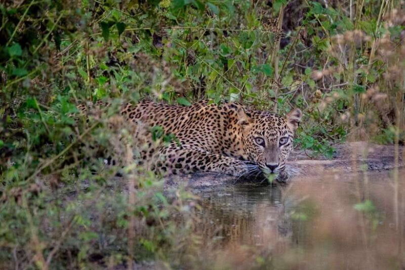 Lunugamwehera NP (Block VI) Morning Safari Game Drive - A Detailed Look at the Itinerary