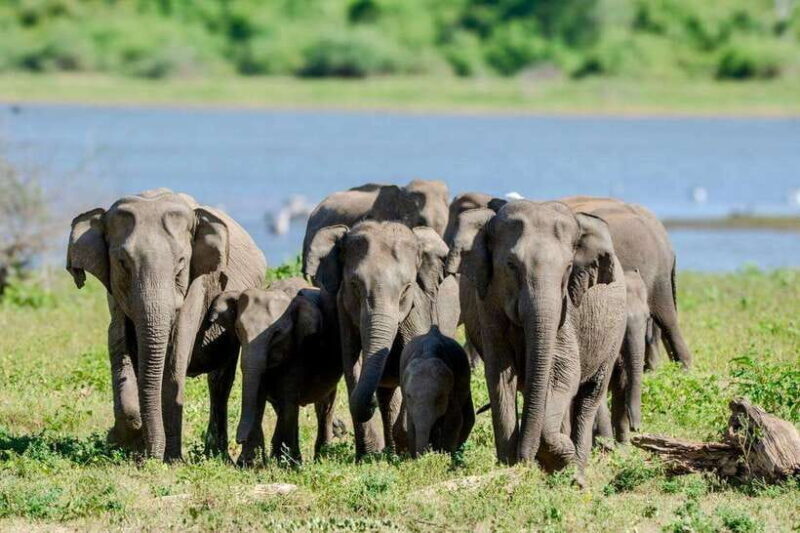Lunugamwehera NP (Block VI) Morning Safari Game Drive - What’s Included and What’s Not?
