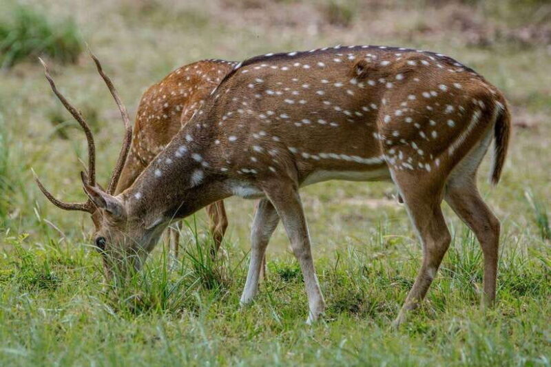 Lunugamwehera NP (Block VI) Morning Safari Game Drive - Final Thoughts: Is This Safari Worth It?
