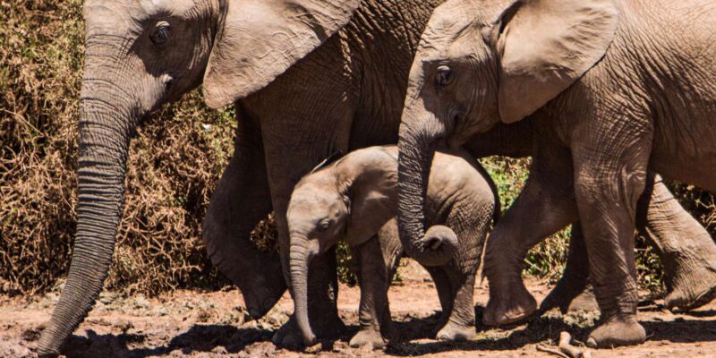Luxury 9 Day Kruger Park Safari & Cape Town Tour - Good To Know