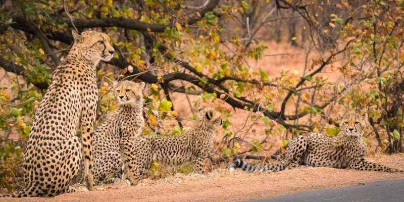 Luxury 9 Day Kruger Park Safari & Cape Town Tour - Itinerary Highlights