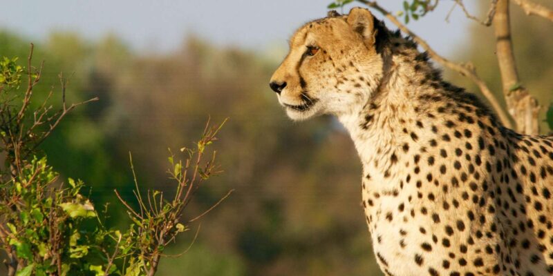 Luxury 9 Day Kruger Park Safari & Cape Town Tour - Optional Activities