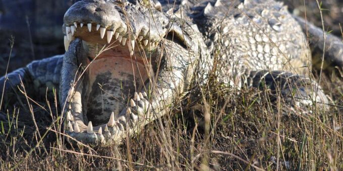 Luxury 9 Day Kruger Park Safari & Cape Town Tour - Safari and City Experiences