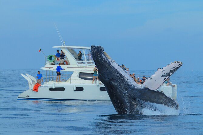 Luxury Catamaran Whale Watching Cabo San Lucas - The Experience and Itinerary: What to Expect
