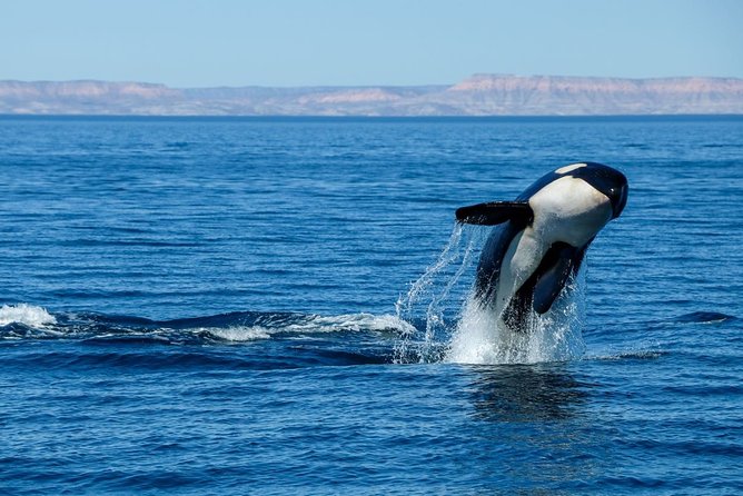 Luxury Catamaran Whale Watching Cabo San Lucas - Customer Reviews and Feedback