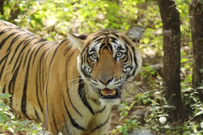 Luxury Chitwan Jungle Safari 4 Days Tour - Booking Information