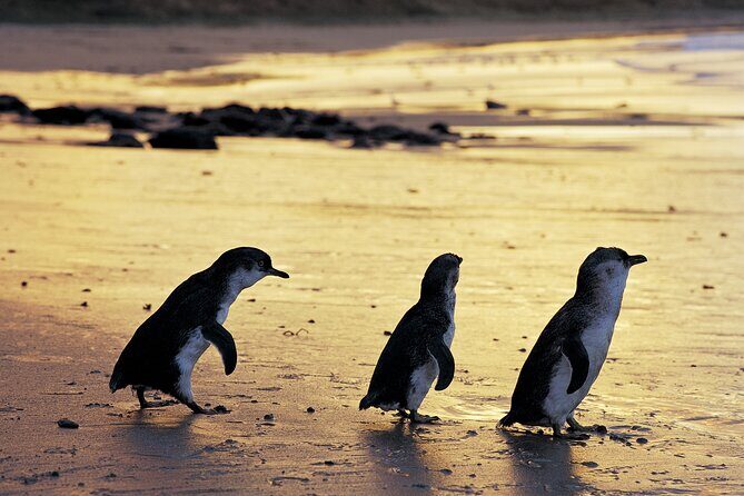 Luxury Phillip Island Tour for Families & Explorers [up to 10Pax] - Introduction