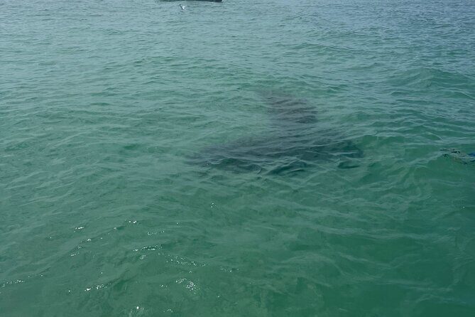 Luxury Private Boat Adventure in Tampa Bay - Who Will Love This Tour?