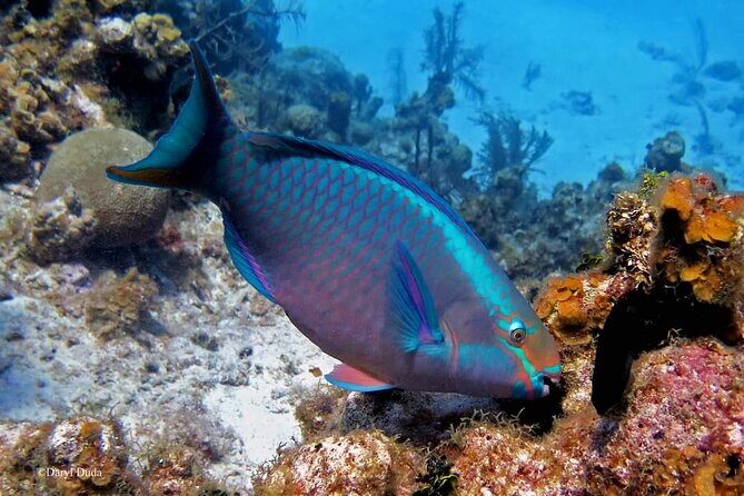 Luxury Sail & Snorkeling - An In-Depth Look at the Bonaire Luxury Sail & Snorkeling Tour