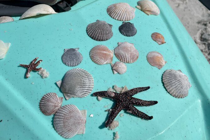 Luxury Single Kayak Tour To An Island Off Clearwater Beach! - FAQ