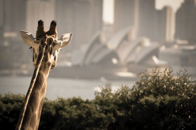 Luxury Sydney Tour - Who Will Love This Tour?