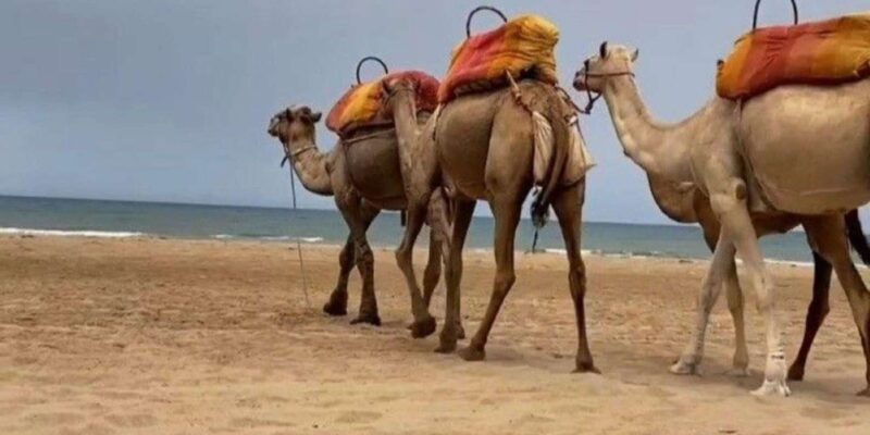 Luxury Tangier Private Day Tour From Marbella All Inclusive - Tour Highlights