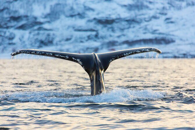 Luxury Whale Watching From Tromso - Small group and local guide - Who Should Consider This Tour?