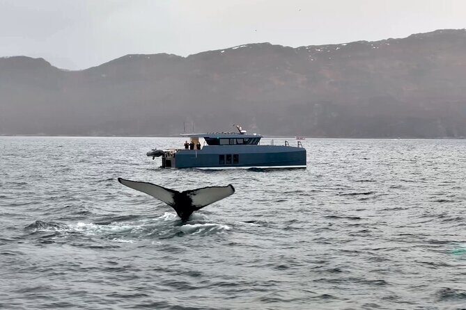 Luxury Whale Watching From Tromso - Small group and local guide - The Sum Up