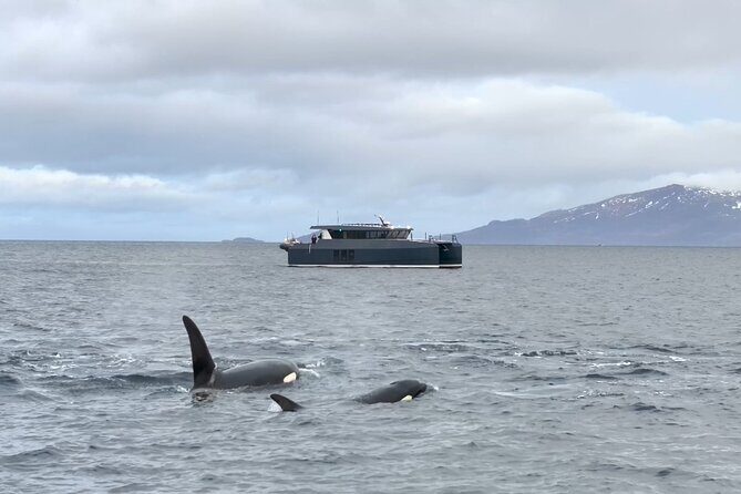 Luxury Whale Watching From Tromso - Small group and local guide - FAQ