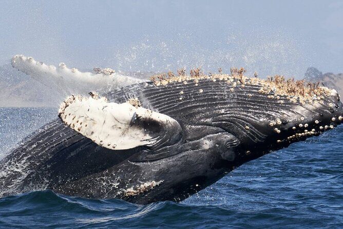 Luxury yacht Whale watching Cabo San Lucas - Key Points