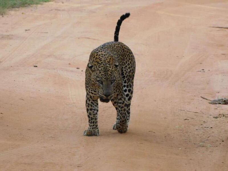 Luxury Yala Safari Tours : PRIVATE Wildlife Experience - Introduction