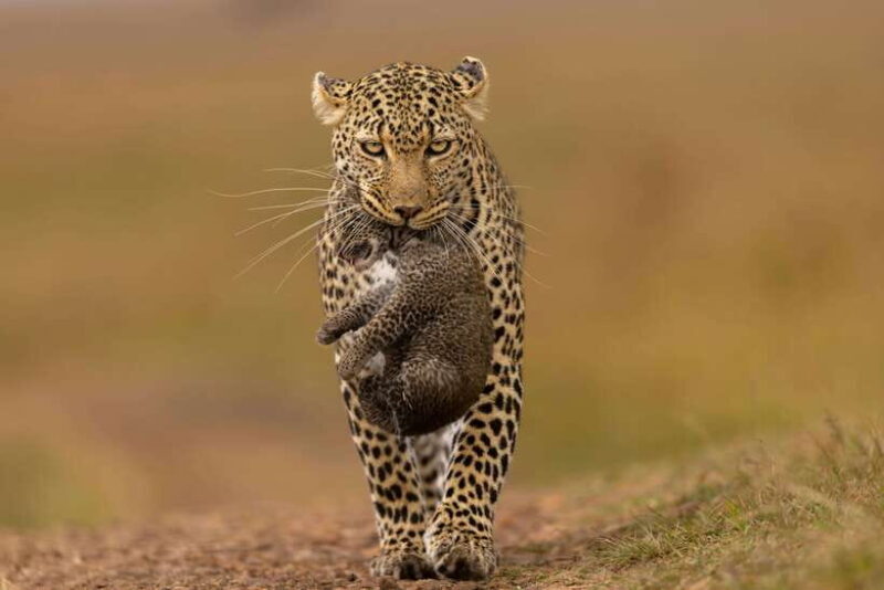 Luxury Yala Safari Tours : PRIVATE Wildlife Experience - Key Points