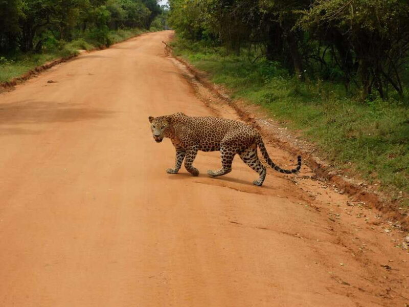 Luxury Yala Safari Tours : PRIVATE Wildlife Experience - Who Is This Tour Best For?