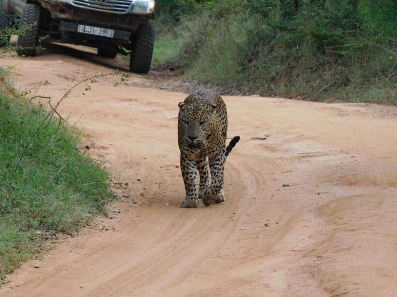 Luxury Yala Safari Tours : PRIVATE Wildlife Experience - The Sum Up