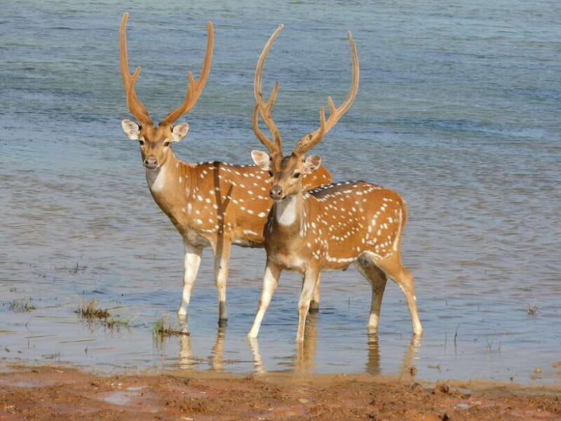 Luxury Yala Safari Tours : PRIVATE Wildlife Experience - FAQ
