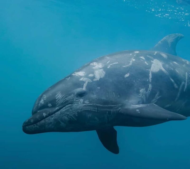 Lyttelton Port: Day Tour 3 options for Cruise Passengers - Key Points