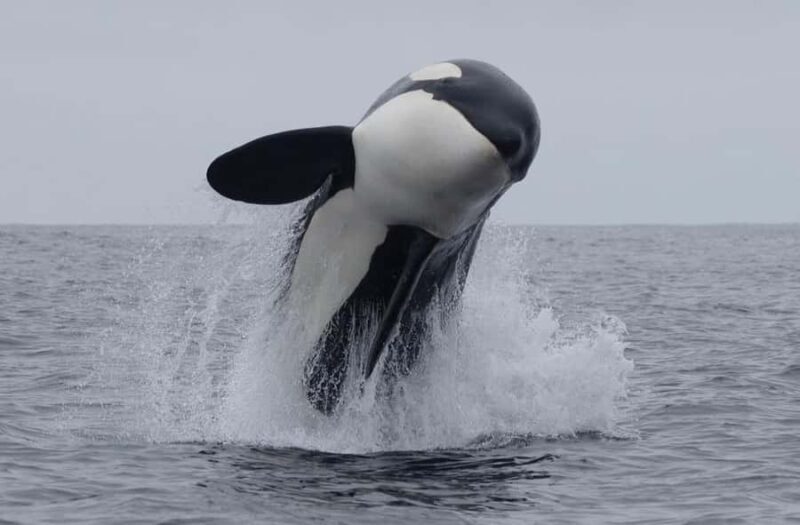 Lyttelton Port: Day Tour 3 options for Cruise Passengers - A Closer Look at the Tour Options