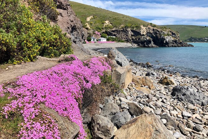 Lyttelton Shore Excursion - Guided Walking Tour and Picnic - Tour Experience Highlights