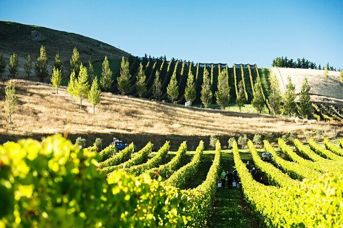 Lyttelton Shore Excursion: Waipara Valley Wine Tour with Lunch - Exploring the Waipara Valley Wine Tour with Lunch from Lyttelton