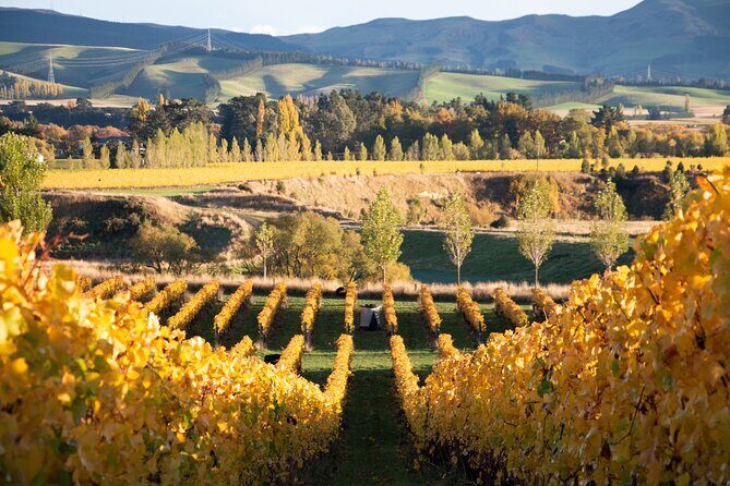 Lyttelton Shore Excursion: Waipara Valley Wine Tour with Lunch - Who Will Enjoy This Tour?