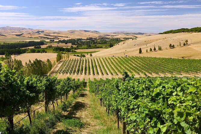 Lyttelton Shore Excursion: Waipara Valley Wine Tour with Lunch - FAQ