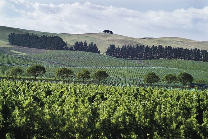 Lyttelton Shore Excursion - Waipara Wine Tour With Lunch - Lunch Experience