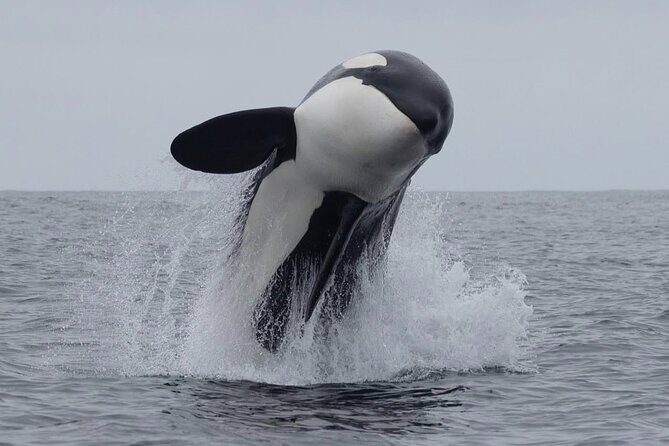 Lyttleton Port Excursion Day Tour 3 options for Cruise travelers - Christchurch City Highlights & Botanic Gardens