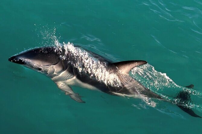 Lyttleton Port Excursion Day Tour 3 options for Cruise travelers - Optional Visit to the Christchurch Gondola