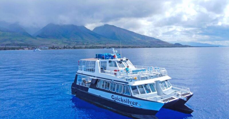 Ma'alaea Harbor: Whale Watching Tour Aboard Power Catamaran - Key Points