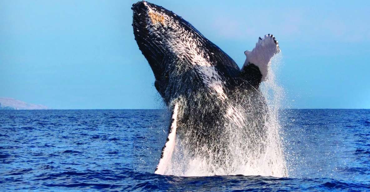 Maalaea: Small Group 2-Hour Whale Watch Experience - Included Amenities