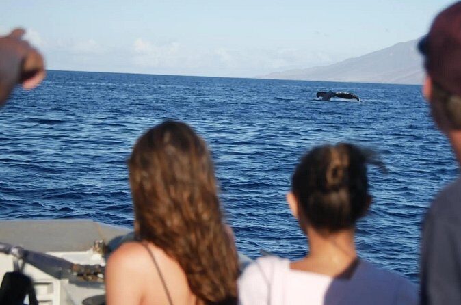 Maalaea Whale Watching Activity Visit - Who Will Love This Tour?