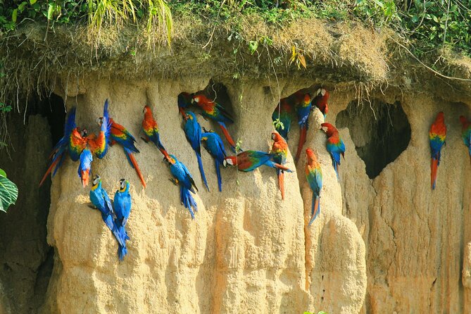 Macaw Collpa & Sandoval Lake 4 Days / 3 Nights - Macaw Collpa Exploration