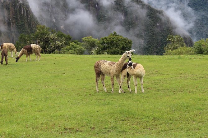 Machupicchu Day Tour Guided From Cusco - Exploring Machupicchu