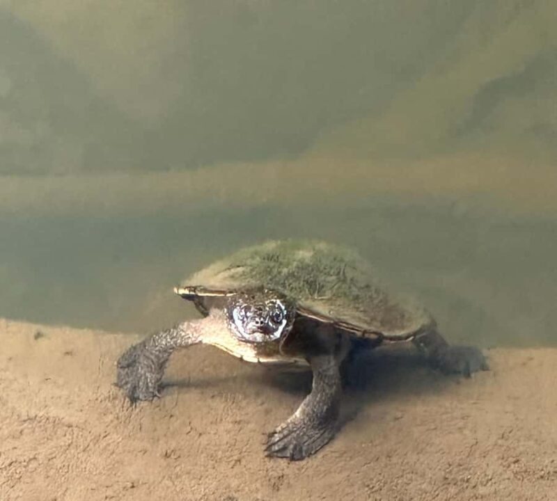 Mackay: 2-Day Adventure Package w/Accomm, Transfers & Tours - FAQ