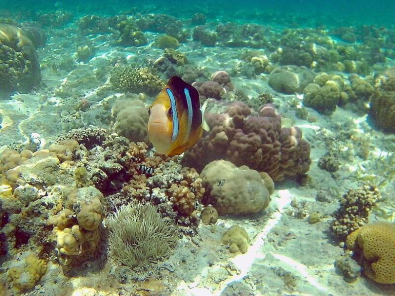 Mactan: Cebu Island Hopping Boat Tour with Lunch - Key Points