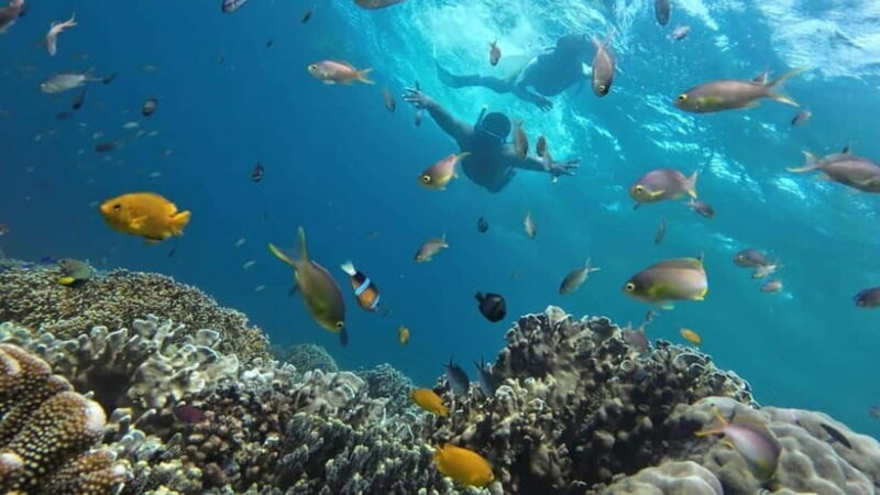 Mactan Island Hopping Gilutungan, Caohagan, Nalusuan + Lunch - Who Is This Tour Best For?