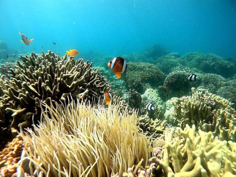 Mactan Island Hopping Gilutungan, Caohagan, Nalusuan + Lunch - FAQ