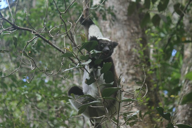 Madagascar Wildlife Tour for 02 Days - Good To Know