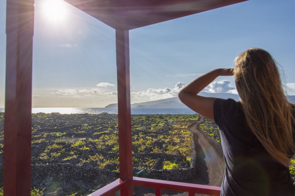 Madalena: UNESCO Heritage Vineyard Trail Hiking Tour - Key Points