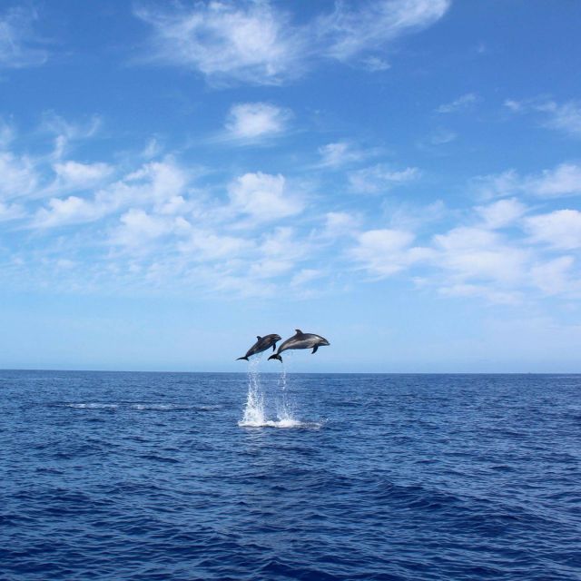 Madeira: 2.5-Hour Whale and Dolphin-Watching Cruise - Cruise Vessel and Amenities