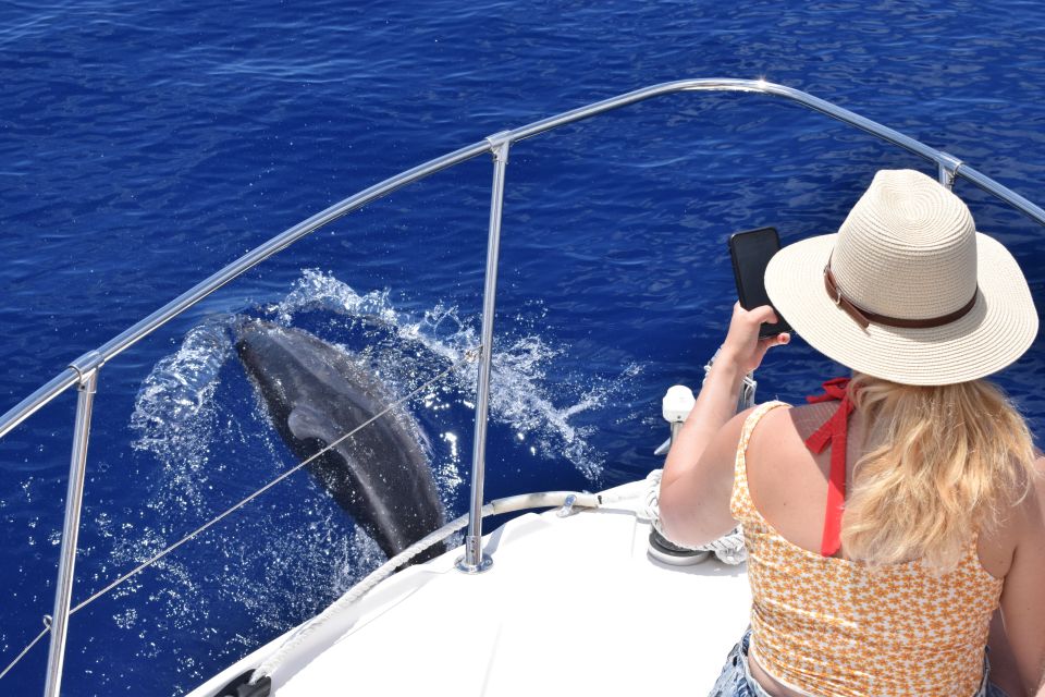 Madeira: 2.5-Hour Whale and Dolphin-Watching Cruise - Whale and Dolphin Sighting