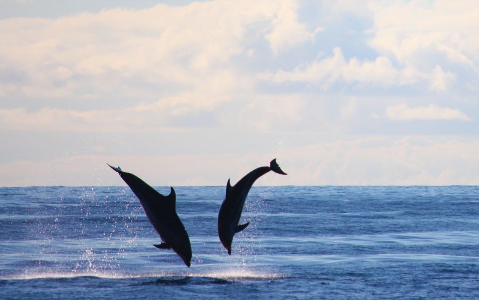 Madeira: 2.5-Hour Whale and Dolphin-Watching Cruise - Accommodating Guests Needs