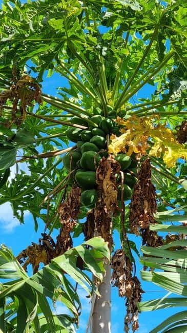 Madeira: Banana Plantation Guided Tour with Tasting - Key Points  